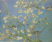 Vincent Van Gogh Blossoming Almond Tree (nn04) oil painting picture wholesale